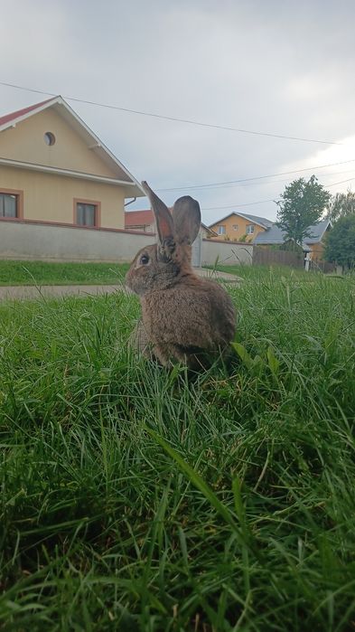 Vând iepure de un an jumate