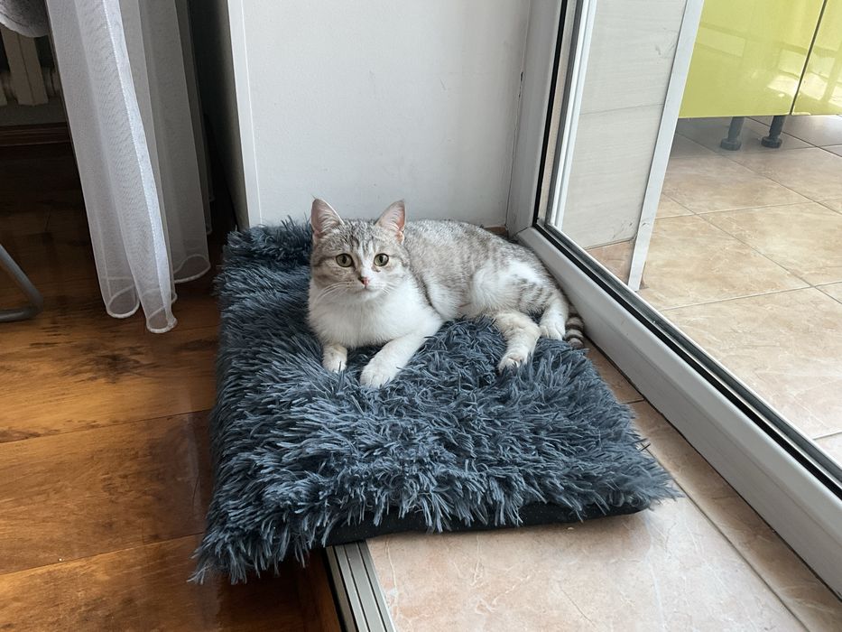 Кошечка Лапка 1 год