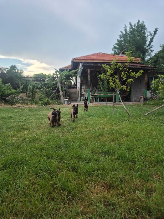 Белгийска овчарка Малиноа