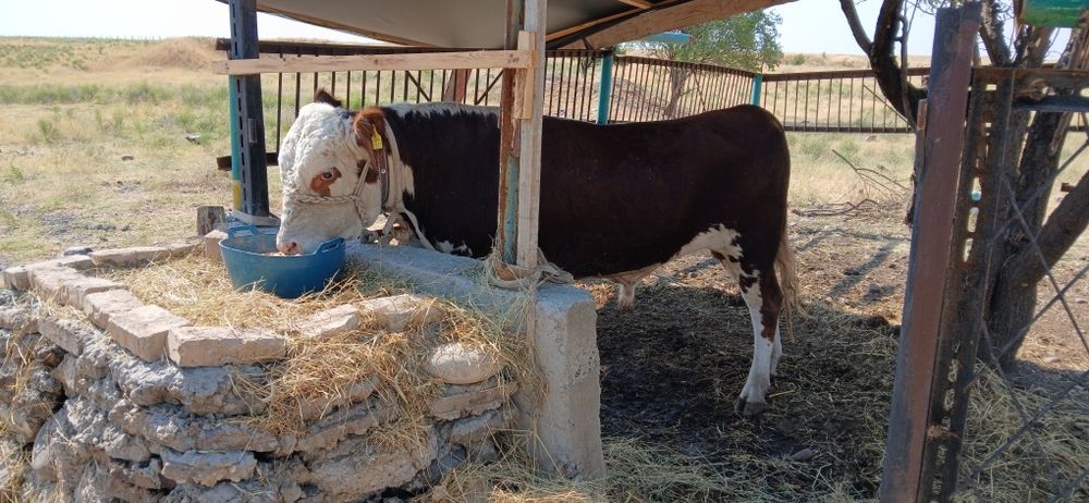 Grenfort buqa asl zot