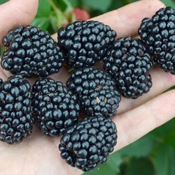 Ежевика саженцы.