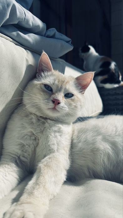 Кот ищет ответсвенную семью!
