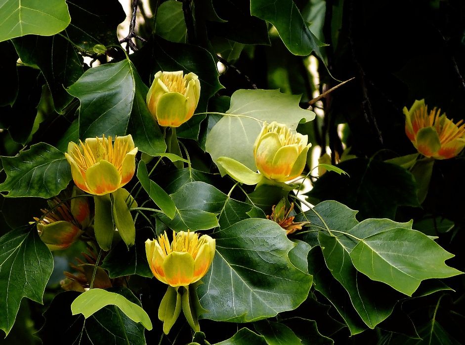 Семена и фиданки Дъб Скоруша Бук Габър Еводия Албиция Пекан Лимон Глог