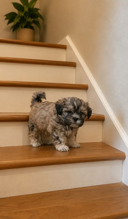 Shih tzu  preț foarte mic ajut cu transport în țară