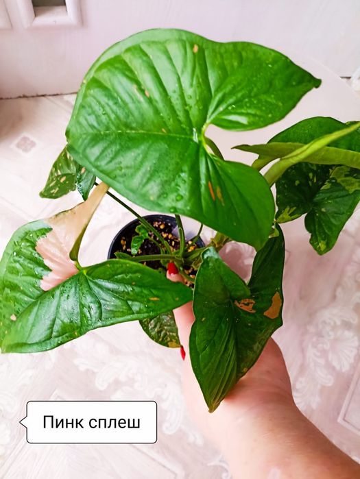 Продажа Сингониумов