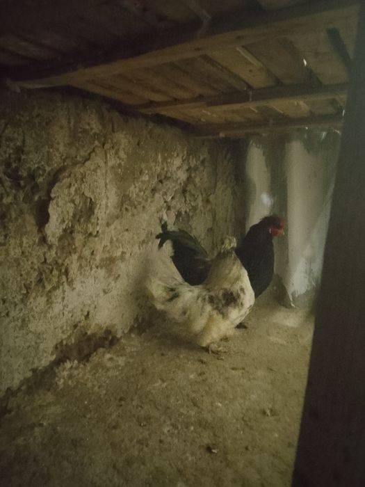 Японский кораздар сатылады