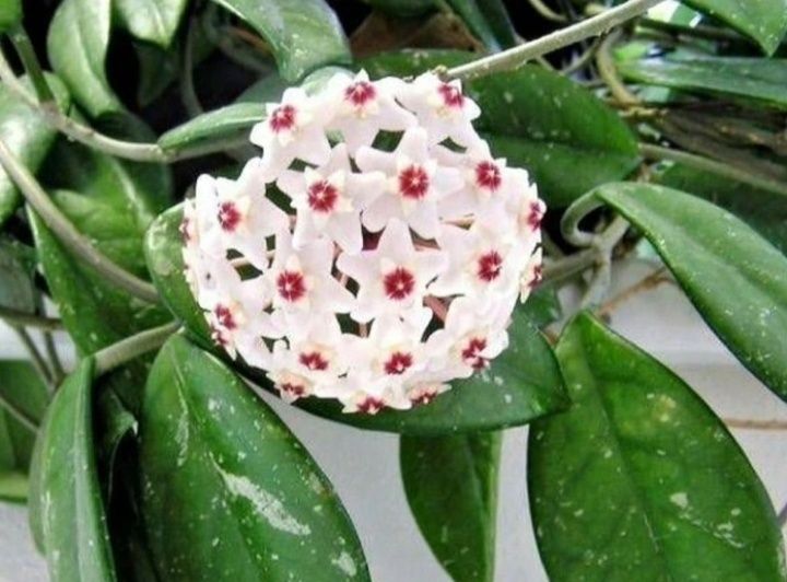 Продам хойю карнозу