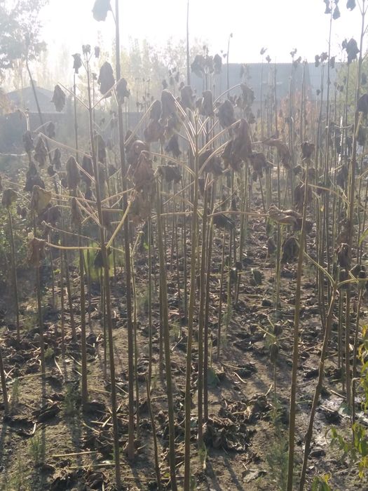 Декоратив кучатлар яшмл макон учун