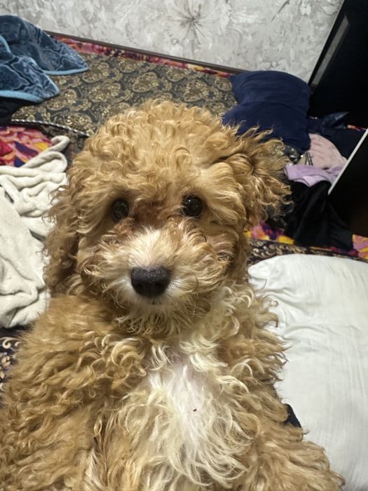 Пудел каралевский.