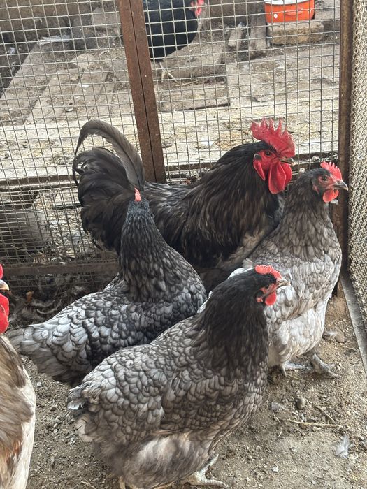 Продам яйца на инкубацию