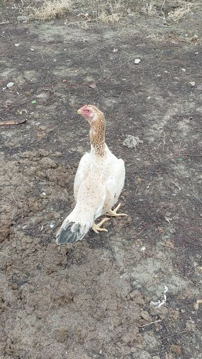 Дакан курица на продаже