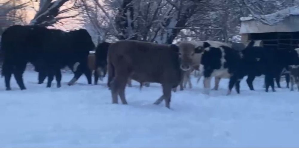 Бұқалар сатылады