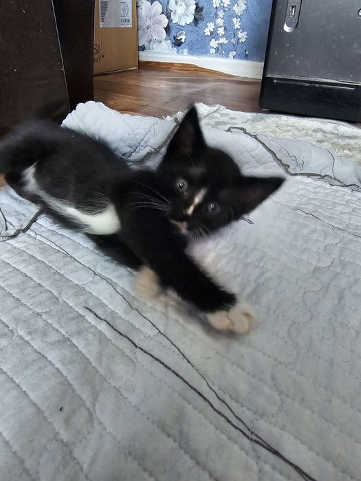 Продается котенок