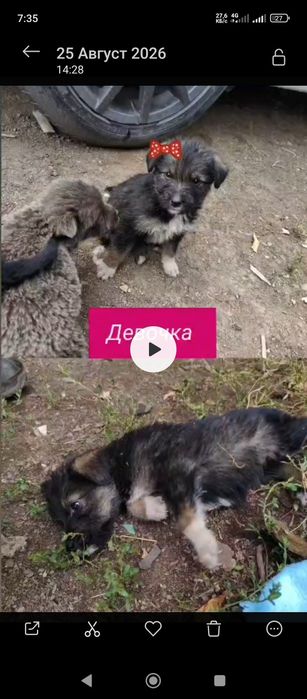 Добрые щенки в хорошие руки