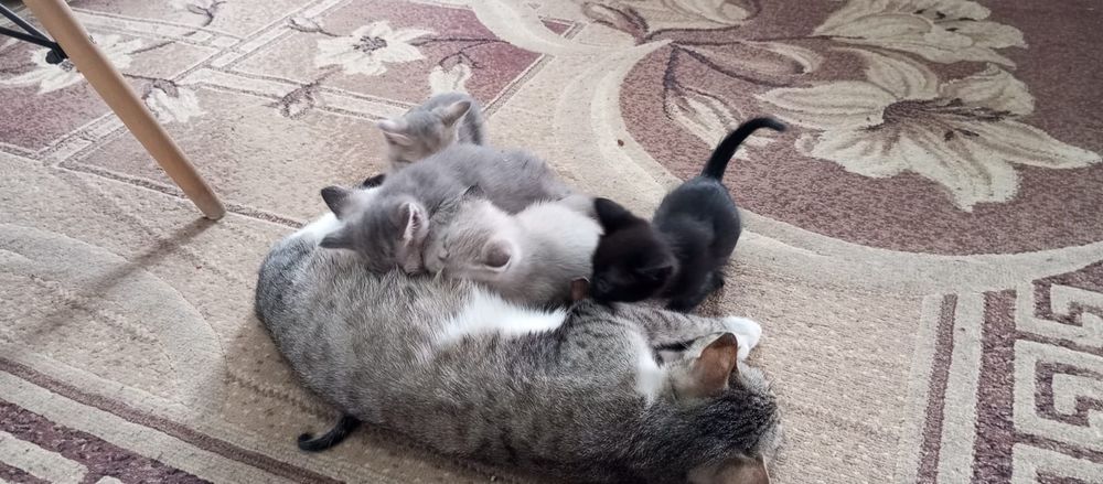 Отдам в добрые руки