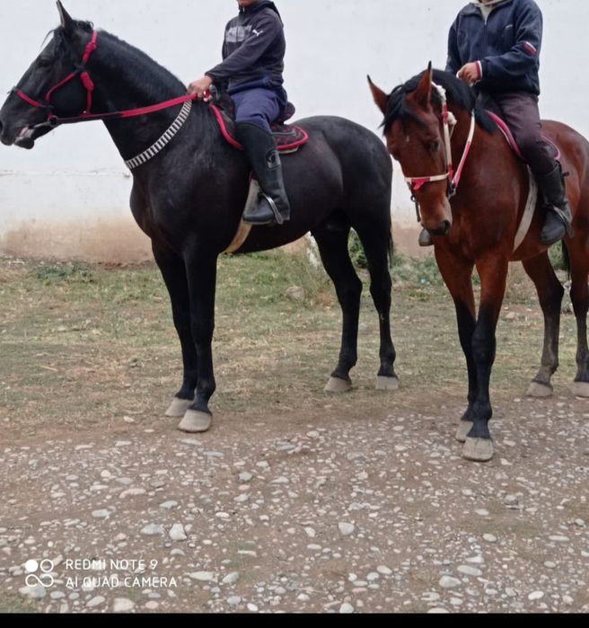 Лошади QORABAYIR  . Qorabayir Qorabayir