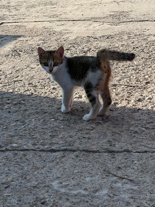 Котенок в добрые руки