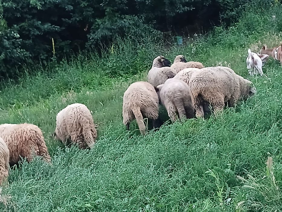 Vând 17 oi , un berbec toate tinere, și un mânz de 1an !!