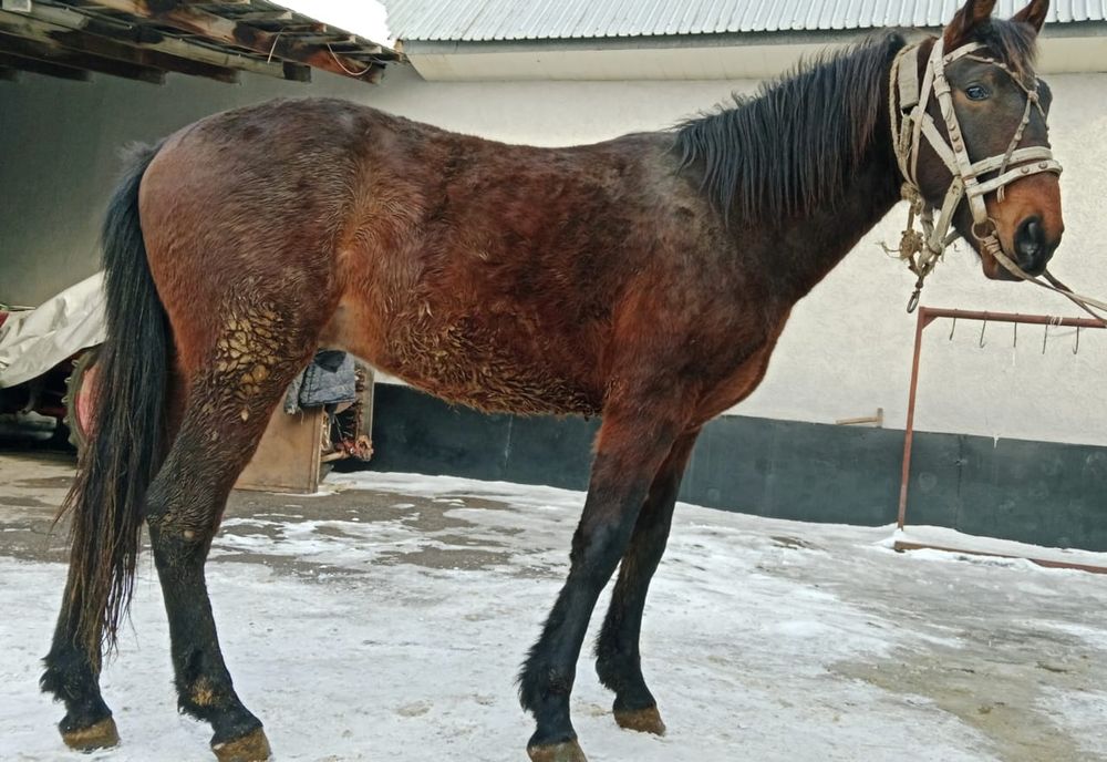 Продам жеребца .