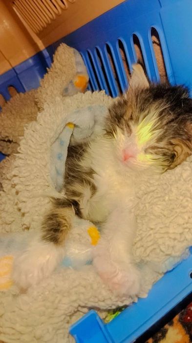 Малышка по имени Зайка