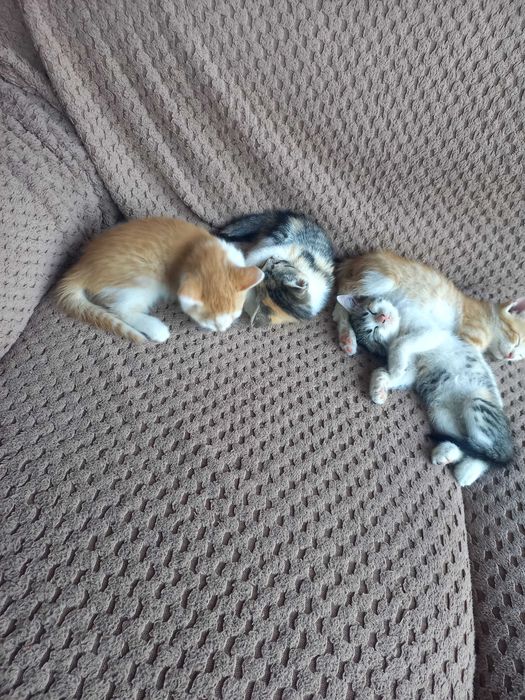 Подарявам котета