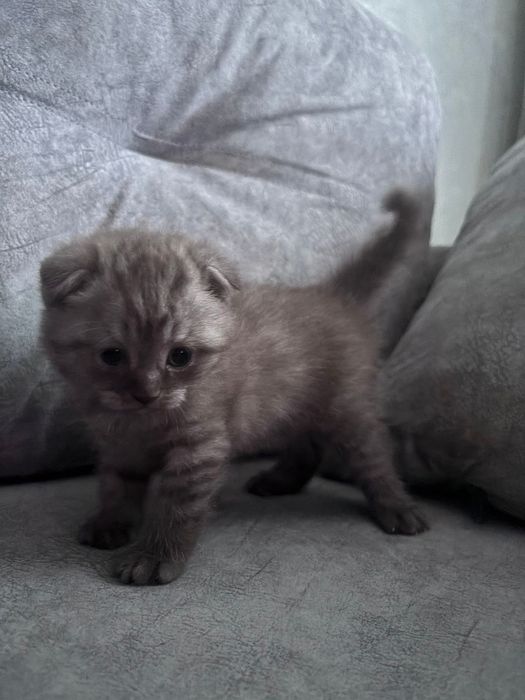 Продам котят шотланцы девочки