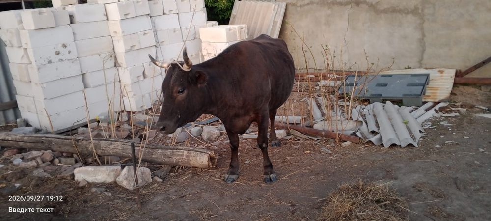Продается корова,2-ым отелом.