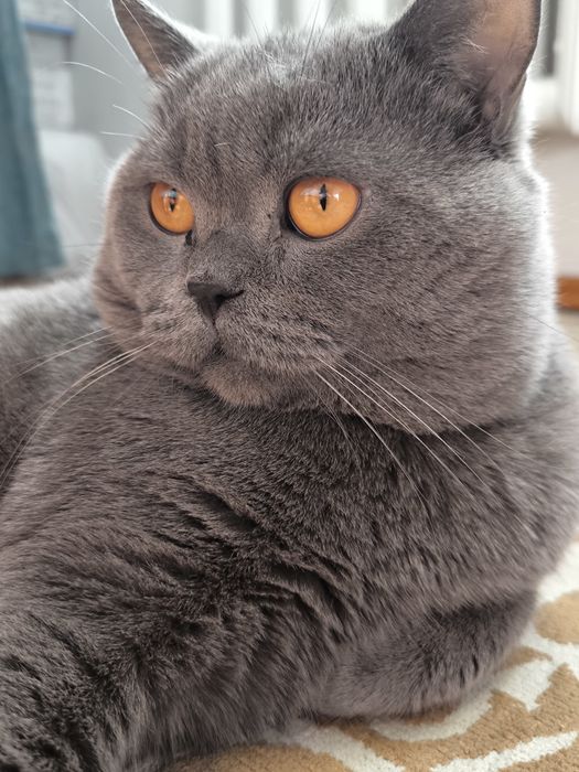 Британский кот на вязку