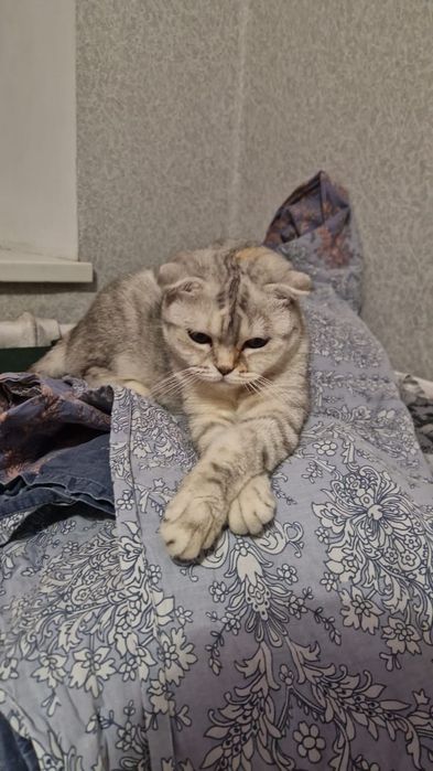 Пропала кошка на 8 микрорайоне