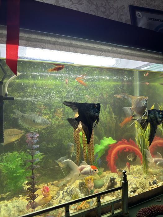 Аквариум с рыбками 60л