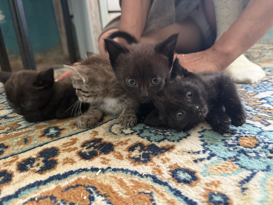 Отдам котят в добрые руки
