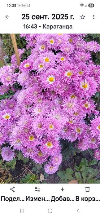 Цветы садовые многолетние