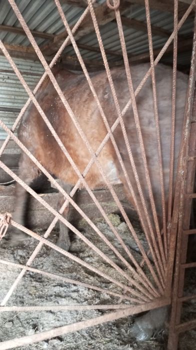 Продам бие с откорма.