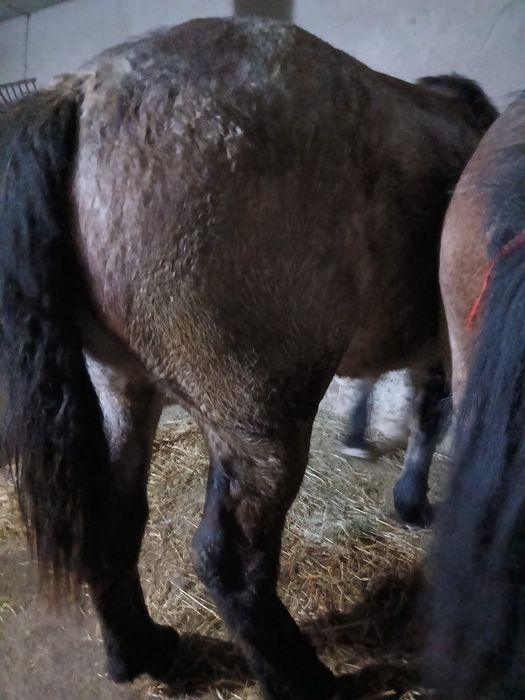 Vând viteii si o manza