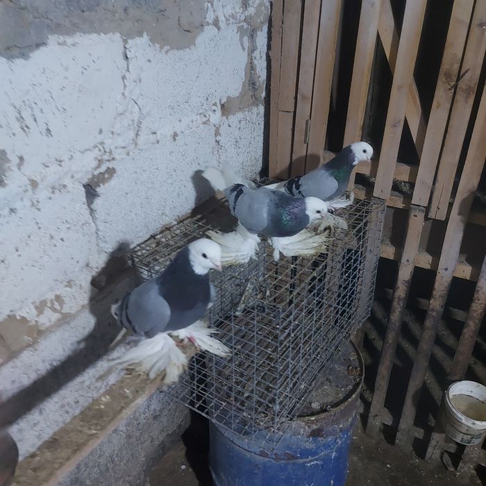 Маздоки  3 пара  обрезные