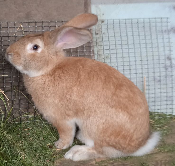 Продаются племенные кролики