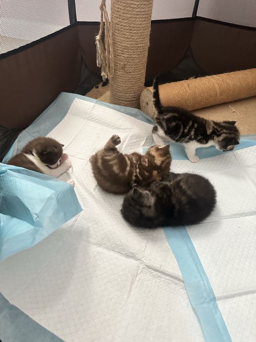 Шотландские котяты