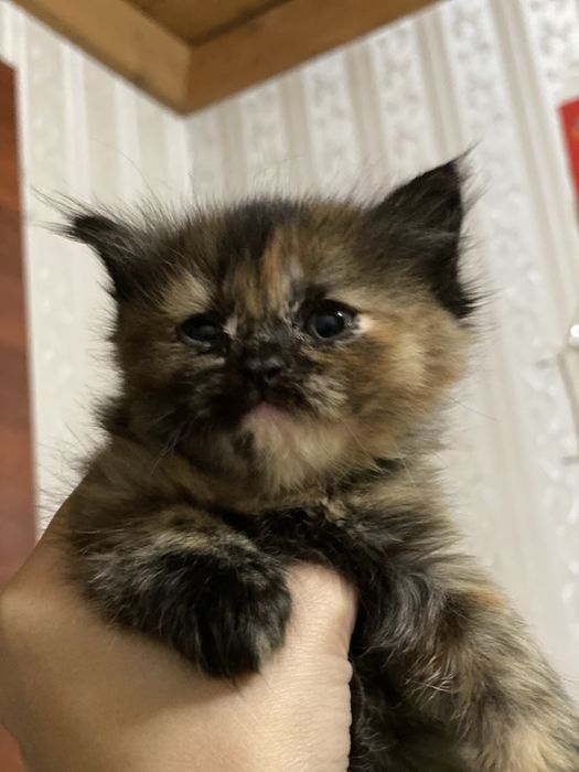 Продаются котята