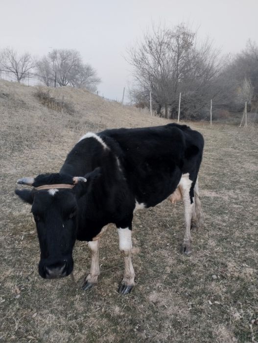 Сыйыр сатылады буаз