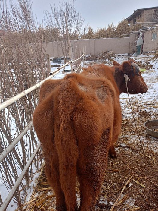 Сийир    сатилади
