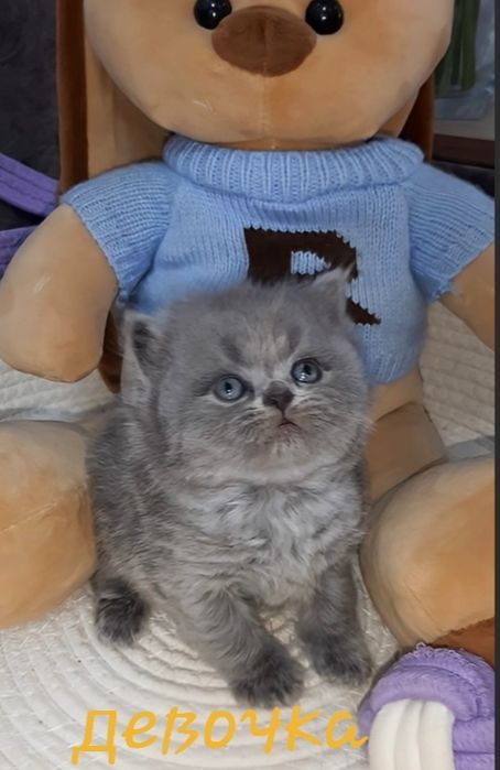 Готовятся к продаже чистокровные шотландские вислоухие котятки