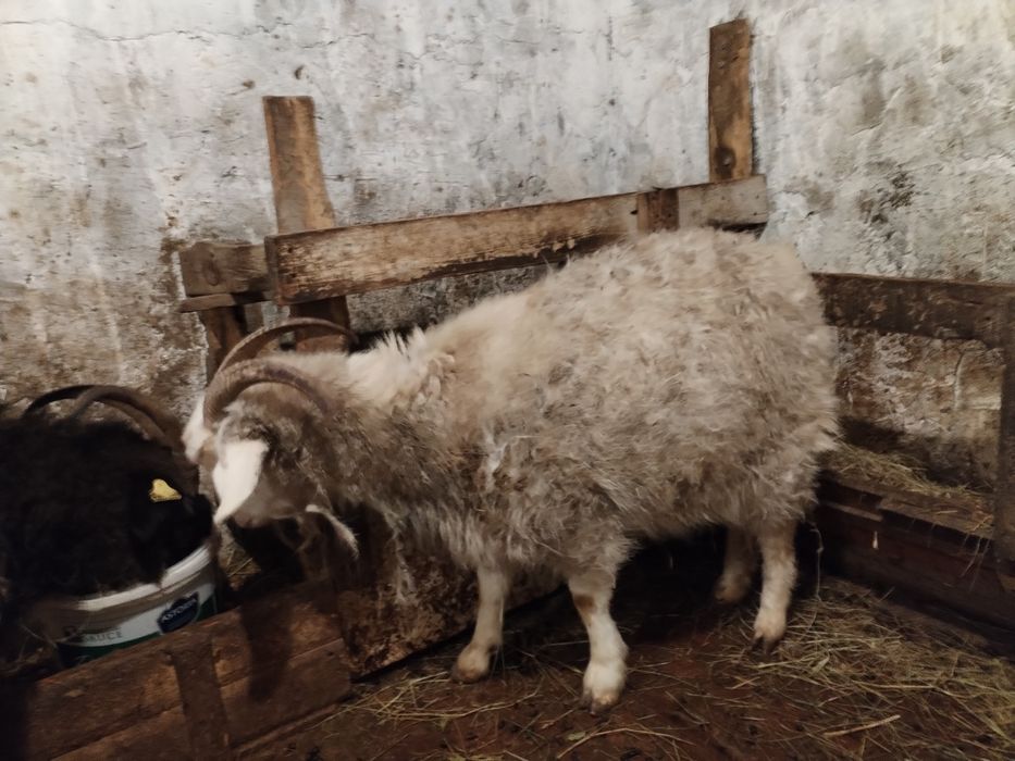 Ешкы сатылады.                ..