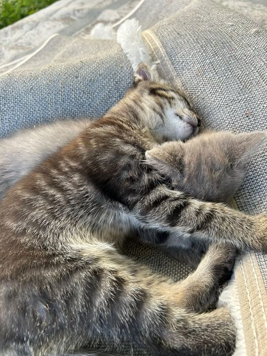 Отдам даром котенка