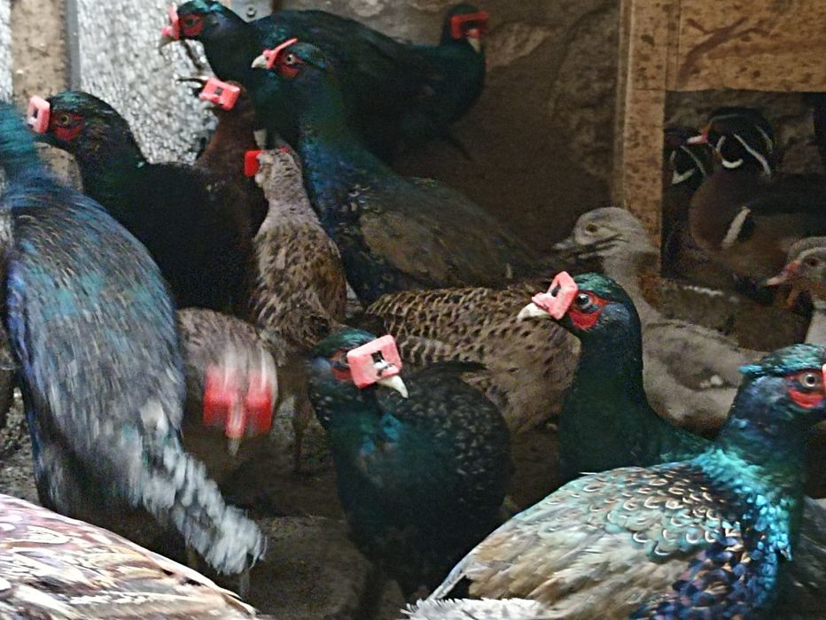 Vînd fazani auriu pe roșu , pe galben , diamant , comuni albi , maturi
