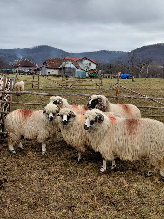 De venzare 5 oi oachese