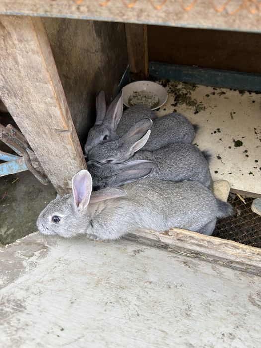 Кролики 1,5 месяца