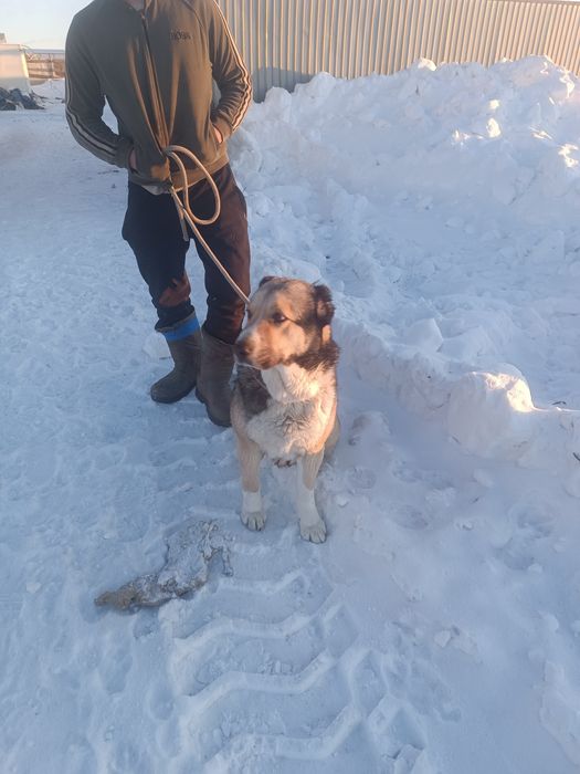 Төбет ит 1,5 жасар