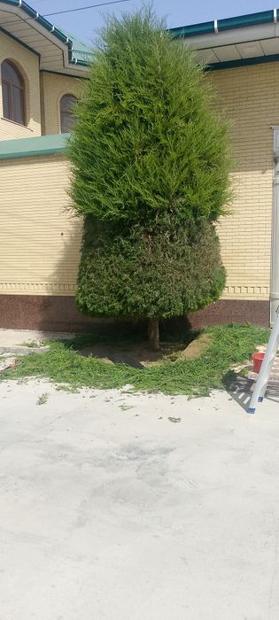 Archa stirichk qilish gazong ekosh lanshaf qilish