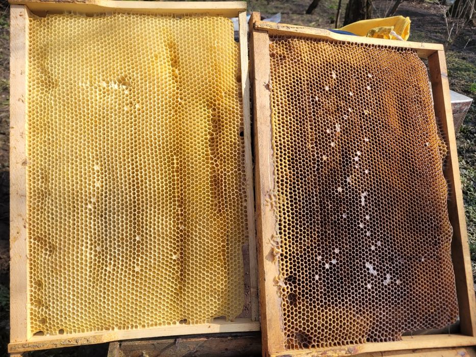 Vand rame stupi cu miere in ele