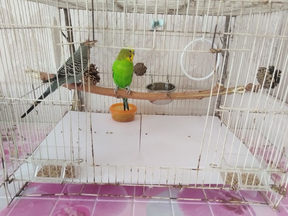 попугаи с клеткой
